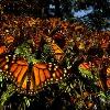 ‘Wings of Life’ from Disneynature Debuts