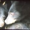 Disney Awards $5,000 to Appalachian Bear Rescue