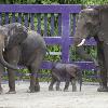 Animal Kingdom’s Latest Baby Elephant Gets Name
