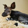 Disney’s Animal Kingdom Welcomes Baby Okapi to the Family