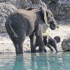 Baby Elephant at Disney’s Animal Kingdom is Being Introduced to the Savannah