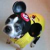 Pets Get New Digs at Disney World; “Best Friends Pet Care” Facility Opening Soon