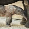 It’s a Girl! Baby Elephant Born at Disney’s Animal Kingdom Park.
