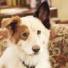 Disney Channel Series ‘Dog With A Blog’ Delivers High Viewing Numbers