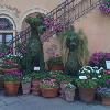 New Topiaries in Store for Epcot’s 18th Annual Flower and Garden Festival