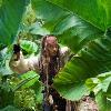 Johnny Depp to Make ‘Pirates of the Caribbean 5′?
