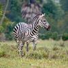Disney’s Animal Kingdom Kilimanjaro Safaris Attraction to Undergo Renovations This Spring