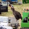 Angelina Jolie Performs Own Stunts in ‘Maleficent’