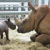Disney’s Animal Kingdom Welcomes New Baby Rhino