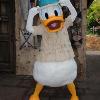 Animal Kingdom’s Tusker House Offers New Donald Duck Dining Experience December 4