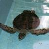 Recovering Sea Turtles Continue to Thrive at Walt Disney World
