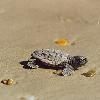 “Disney Worldwide Conservation Fund” Awards $1.5 Million in Grants to Florida-Based Programs