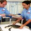 Two Endangered Sea Turtles Recover From Pneumonia, Thriving at Walt Disney World