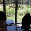 Dine with an Animal Specialist at Animal Kingdom Lodge’s Sanaa