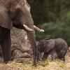 Disney’s Animal Kingdom Welcomes Elephant Calf