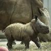 Guests Can Vote to Name New Baby Rhino at Disney’s Animal Kingdom