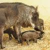 Disney’s Animal Kingdom Welcomes New Baby Warthogs & Oryx