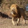 ‘African Cats’ Integrated into Disney’s Animal Kingdom’s Earth Day Event