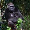 Disney’s Animal Kingdom Welcomes Two Baby Gorillas in Past Month