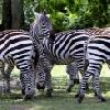 Zebra Area Nears Completion at Disney’s Animal Kingdom