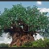 Disney Releases Statement Regarding Death of Cast Member at Animal Kingdom