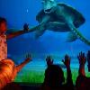 Characters from ‘Finding Dory’ to Join Turtle Talk with Crush at Disney Parks