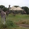 A Wild Deal: Wild Africa Trek Adventures at Animal Kingdom Introductory Price